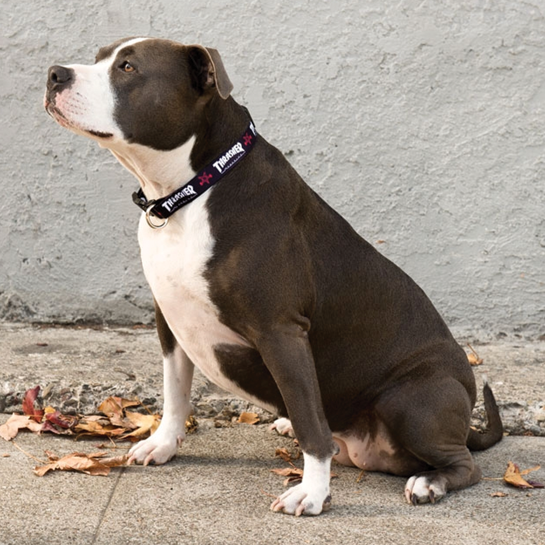 Thrasher Dog Collar - Black